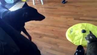 Doberman is afraid of cat FUNNY [upl. by Aymer]