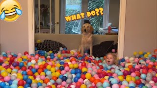 Golden Retriever Puppy Goes Crazy For Ball Pit Baby Girl Helps Him  Cutest Ever [upl. by Rector]