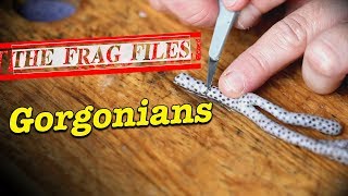 The Frag Files Gorgonians  Gallery Aquatica TV [upl. by Quintie]