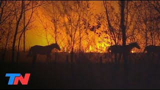 Incendios dramáticos en Corrientes las llamas ponen en jaque a los Esteros del Iberá [upl. by Wehttan]