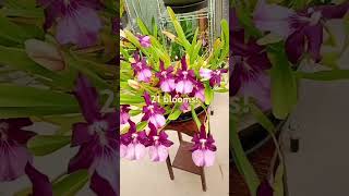 Miltonia spectabilis moreliana Royalty in full bloom shorts orchid blooming [upl. by Etterrag]