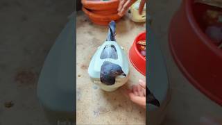 Pigeon lock holder pigeon tips [upl. by Fitalludba]