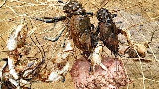 Crayfish jackpot I let a passer by check my nets [upl. by Healy]