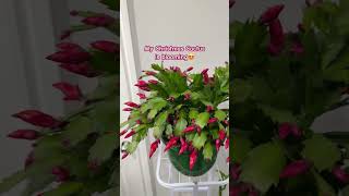 Christmas Cactus 🌵 ZygoCactus Blooming christmas cactus plants plantlover trending blooming [upl. by Ludovika]