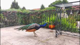 Fight between peacock and rooster complete scene [upl. by Eatnoj171]