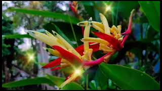 Heliconia Psittacorum Flower Like Parrot Abw 04 [upl. by Sirraf]