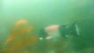 Scuba Diving Anacapa Island California [upl. by Wil]