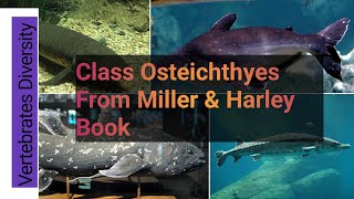 Class Osteichthyes Bony Fishes what is Bony Fishes [upl. by Eenoj922]