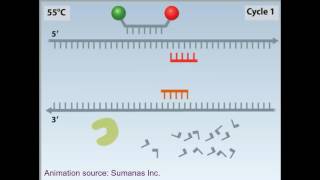 rtPCR animation [upl. by Nodnorb926]