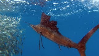 Sailfish Are Master Hunters  Planet Earth  BBC Earth [upl. by Fitting]