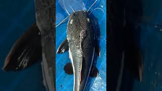 Red Tail Catfish  nature Co shorts redtailcatfish catfish monsterfish predatorfish malayalam [upl. by Atikir]