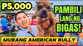 WOW P5000 AMERICAN BULLY PAUNAHAN LANG DAGSA ANG MGA BULLY SA BOCAUE PET MARKET  NASA GROTTO RIN [upl. by Semreh]