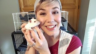 ASMR  I Have Pet Rats Softspoken [upl. by Naamana535]