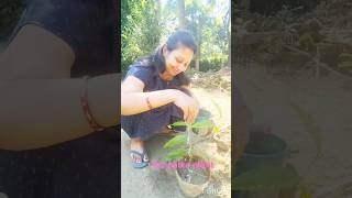 How to grow Tez patta bay leaf  bay leaf plant propagation  gardening bayleaf [upl. by Radie840]