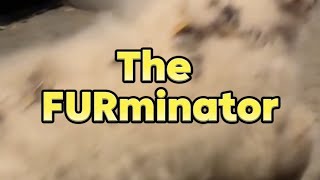 The FURminator review — tested on Great Pyrenees X Burrs [upl. by Richelle]