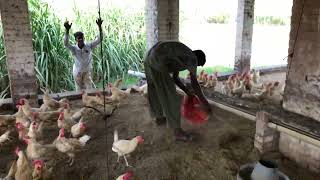 Feeding Chicken  Poultry Farming  Hen Farming  Bahoo Farm [upl. by Fawn488]