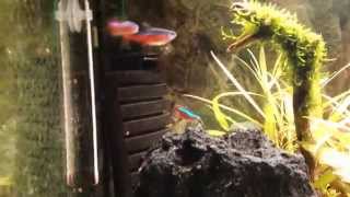 Cardinal tetra spawning [upl. by Witkin849]