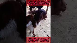 Baby cows🐮🐮fun time subscribe animals viral YouTube 🐄🐄 [upl. by Dnalerb]