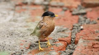 Brahminy Starling  Uttarakhand [upl. by Aimil]