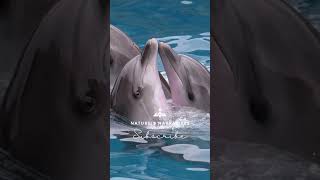 Dolphins The Intelligent and Playful Marvels of the Sea [upl. by Yelyk]