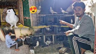 কোন বিপদ থেকে বাঁচালাম 😭🙏 কী ছিল পাখির খাবারে 😱 vlog minivlog comedy funny fun birds [upl. by Kruter507]