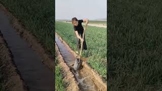 Traditional irrigation through canals agriculture irrigation [upl. by Analeh]