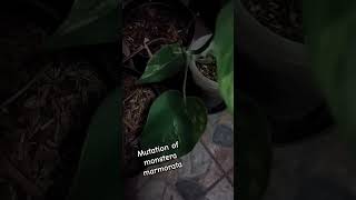 This is a mutation from monstera marmorata half moon monstera variegatedplants marble [upl. by Silloc416]