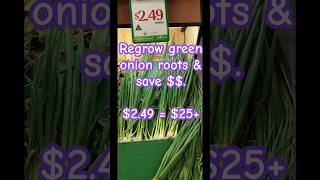 Gardening tips 10  Regrow green onion amp save over 25 greenonion regrow vegetablegardening [upl. by Gnous869]