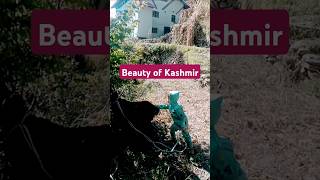 Beauty of Kashmir beauty kashmir omg viralvideo viralshorts youtubeshorts [upl. by Ahsenac]