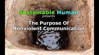 The Purpose Of Nonviolent Communication  Sustainable Human [upl. by Noffihc]