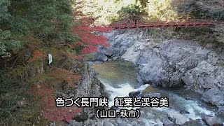 長門峡、紅葉と雄大な渓谷美（山口・萩市） [upl. by Inavoy]