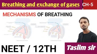 mechanisms of breathing  breathing and exchange of gases class 12th [upl. by Dhu]