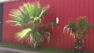 Washingtonia Filifera in Northeast Texas that Survived the 2021 Freeze [upl. by Allerym]