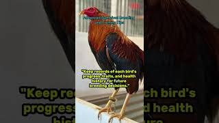 Advance Gamefowl Breeding and Training Program [upl. by Sussi13]