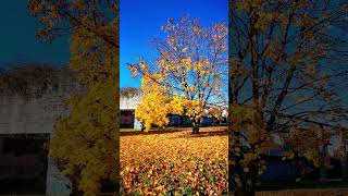 The last leaves of a late autumn Le ultime foglie di un tardo autunno [upl. by Haissi89]