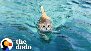 Sailboat Cat Loves To Dive Into The Water  The Dodo [upl. by Lamraj8]