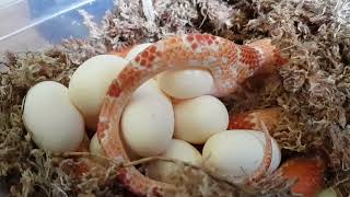 Corn Snake Laying Eggs [upl. by Hauge]