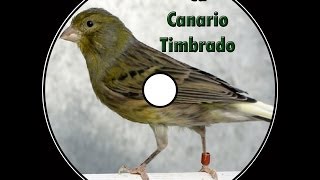 Canto canario timbrado español [upl. by Mycah]