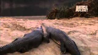 Wild Kingdom Gharials vs Mugger Crocodile [upl. by Anibor915]