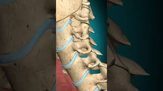 Levator Scapulae muscle action Vertebral column Ipsilateral rotation anatomy muscle [upl. by Xuaeb]