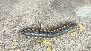 Millipede Roaming along the Dusty Road 🐛🛣️ millipedes millipede millipedetoy kenno worms keeda [upl. by Kaazi196]