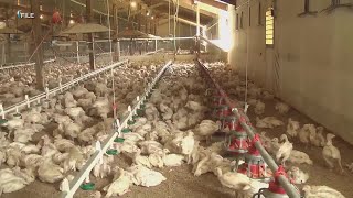 Avian flu detected on Oahu for the first time ever [upl. by Einnep]