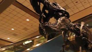 Tyrannosaurus Rex at Pittsburgh International Airport [upl. by Vokaay]