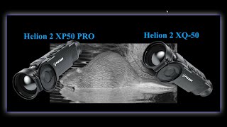 Pulsar Helion 2 XP50 PRO vs Pulsar Helion 2 XQ50F  охота на бобров [upl. by Eilata]