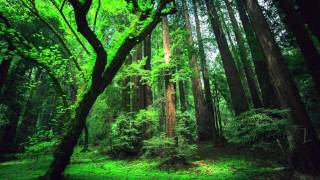 Peru Amazon Ayahuasca Shamanic Songs [upl. by Eekorehc]