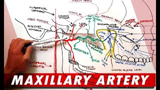 MAXILLARY ARTERY and its Branches  Anatomy Tutorial [upl. by Lounge]