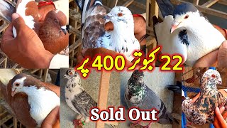 22 Pigeons ForSale  Watsap Only  ForSale Pigeon [upl. by Eidolem]