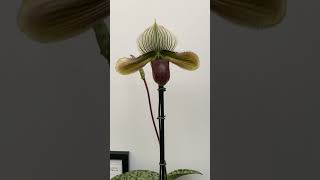 Paphiopedilum Memoria Peter Gorinsky HCCAOS [upl. by Akimahc899]