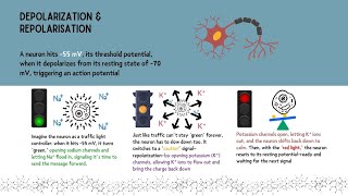 Resting Membrane Potential and Action Potentials Introduction Insights for Anesthesiologists [upl. by Nryhtak313]