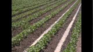 furrow irrigation of cotton in Mississippi County Arkansas summer 2010 [upl. by Nylatsirk]